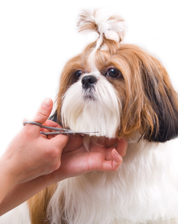 Haare schneiden im Hundesalon Dog's Beauty in München
