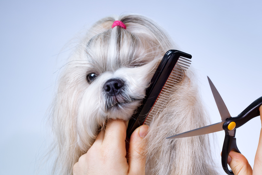 Haare schneiden im Hundesalon Dog's Beauty in München